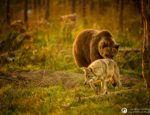 Wolf und Bärenpark Ungarn