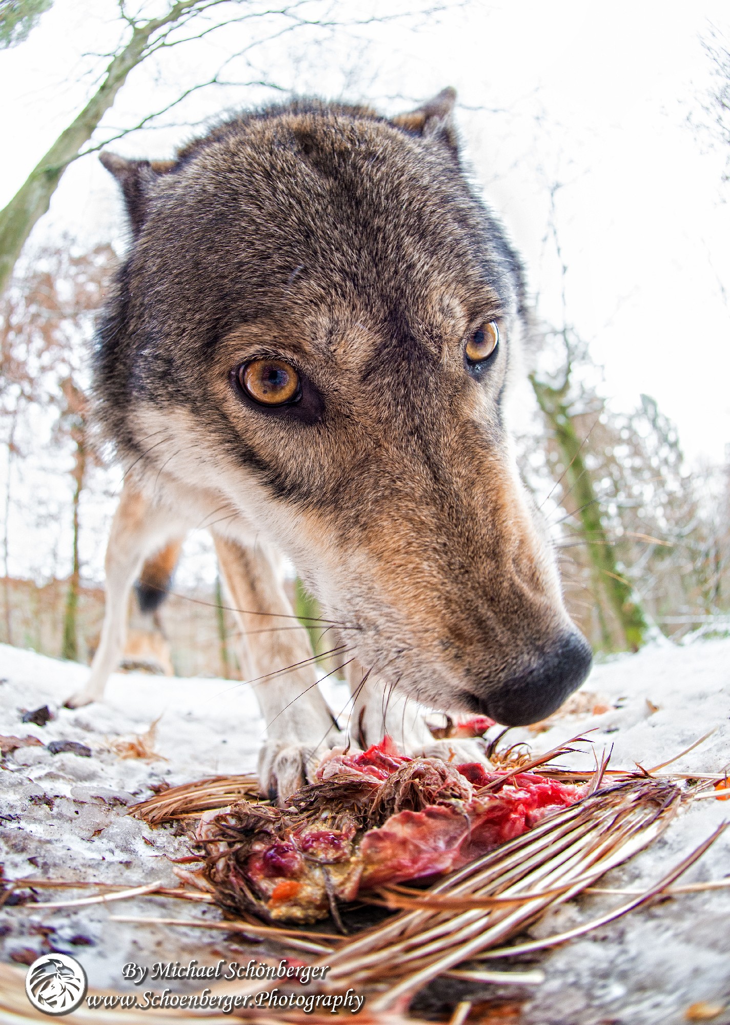 Wolfsfoto - Fotograf Michael Schönberger - Schoenberger.Photography