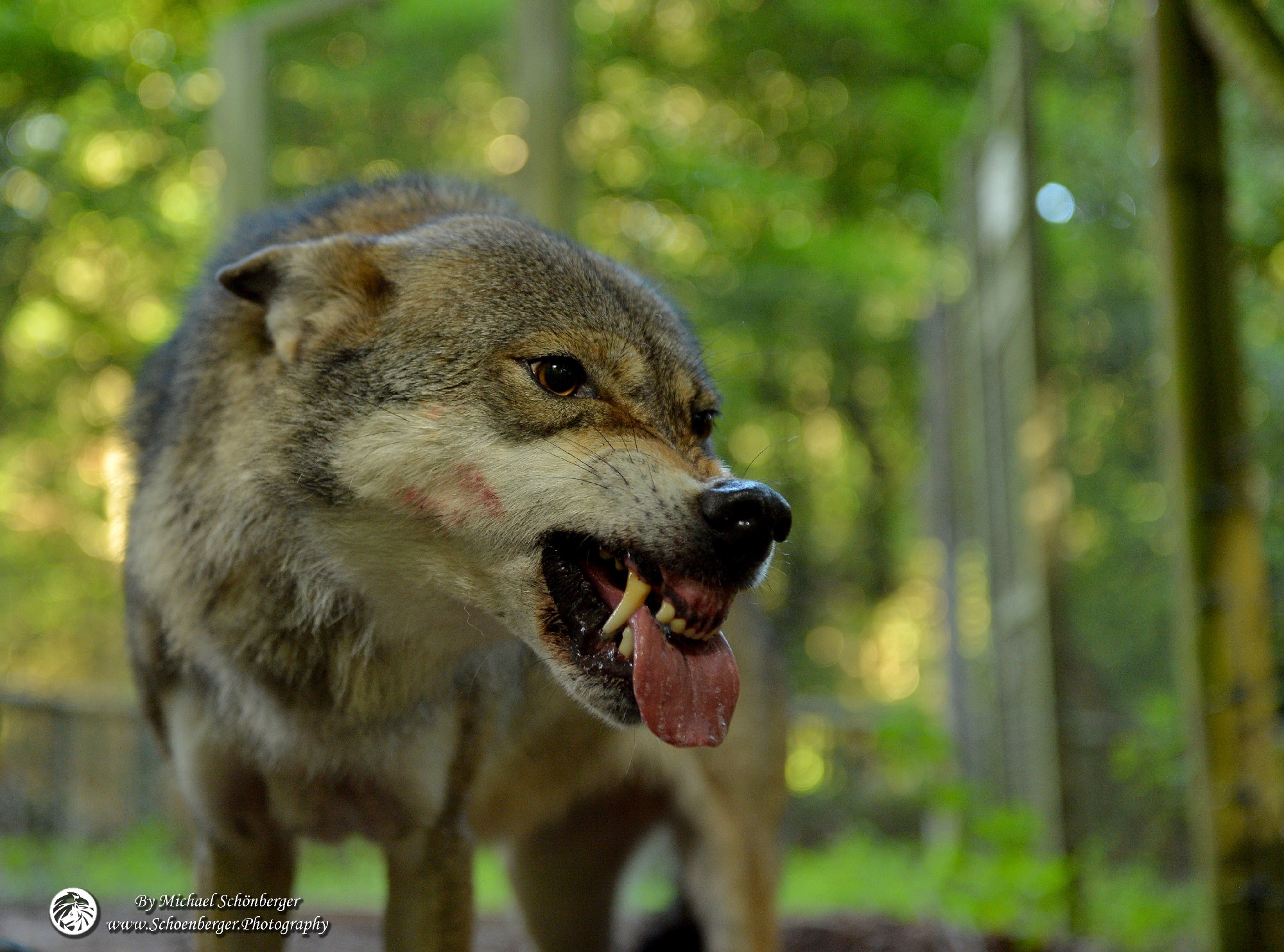 Wolfsfoto - Fotograf Michael Schönberger - Schoenberger.Photography