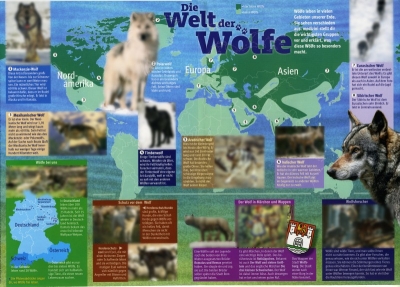 Medizini - Die Welt der Wölfe - Poster - Foto Michael Schönberger - Schoenberger.Photography