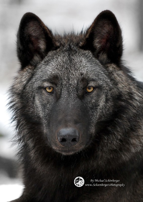 Kanadische Wölfe